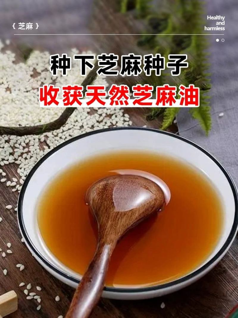 霸王一条鞭白芝麻种子中早熟单杆型抗重茬耐旱抗倒伏