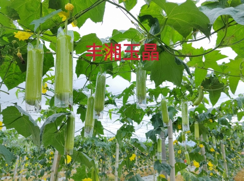 丰湘玉晶早熟芽率高连续坐果能力强抗病性好！