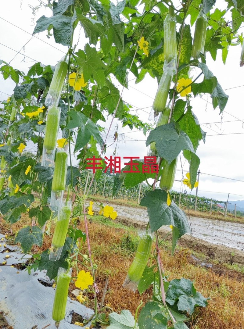 丰湘玉晶早熟芽率高连续坐果能力强抗病性好！