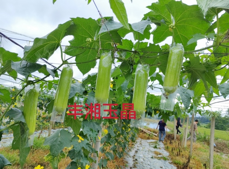 丰湘玉晶早熟芽率高连续坐果能力强抗病性好！