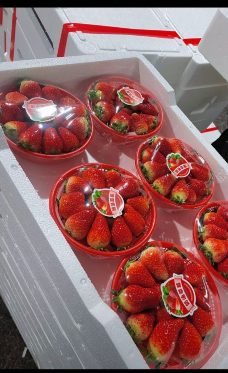 精品红颜草莓