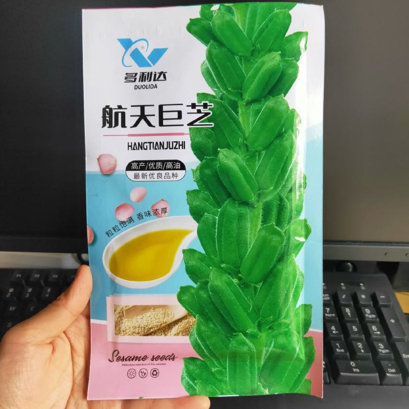 航天巨芝白芝麻种子香味浓郁中早熟春夏均可播种抗重茬耐旱