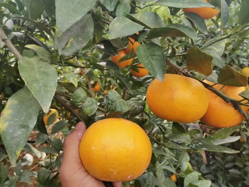 【荐】云南玉溪沃柑新鲜上市基地一手货源视频看货发全国