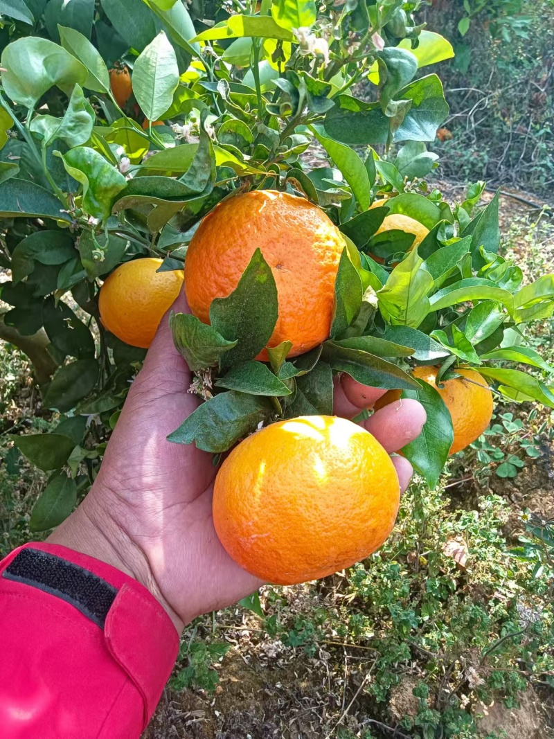 【荐】云南玉溪沃柑新鲜上市基地一手货源视频看货发全国