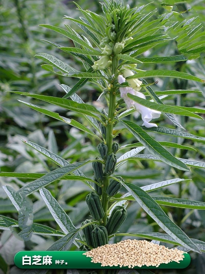 航天巨芝白芝麻种子香味浓郁中早熟春夏均可播种抗重茬耐旱
