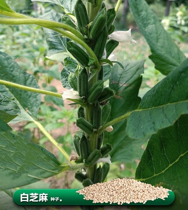 航天巨芝白芝麻种子香味浓郁中早熟春夏均可播种抗重茬耐旱