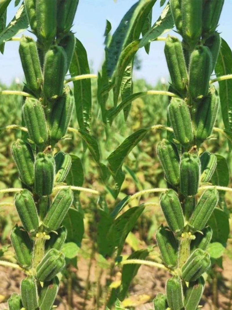 航天巨芝白芝麻种子香味浓郁中早熟春夏均可播种抗重茬耐旱