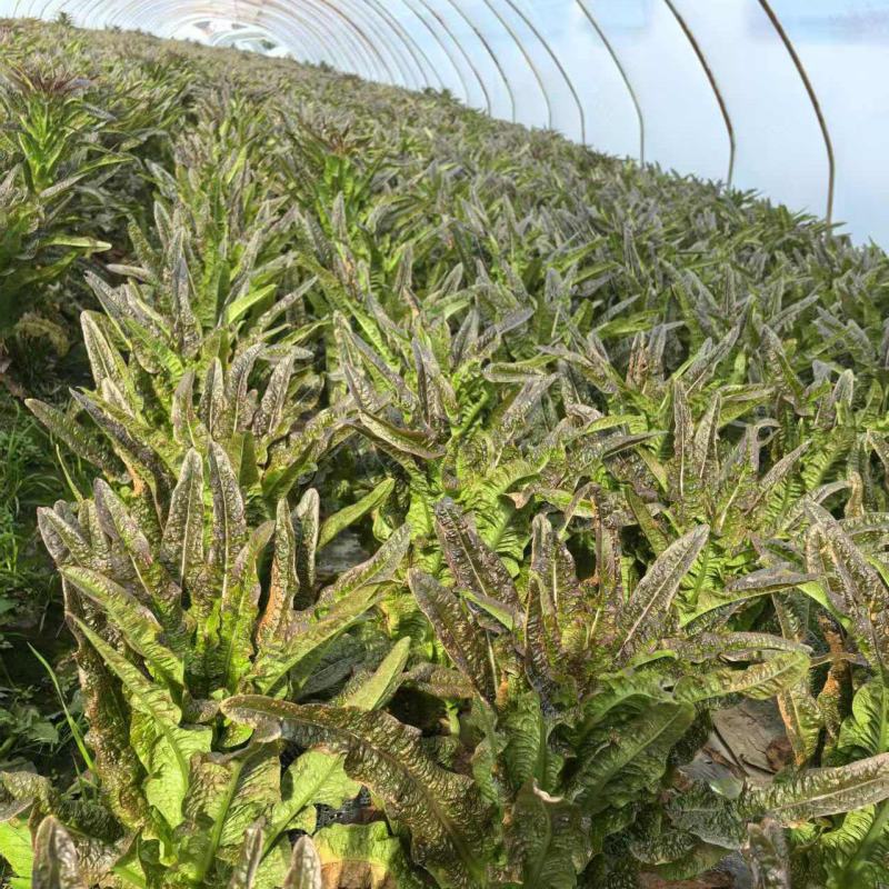 窝笋，窝苣，大棚种植大量上市中，需要老板联系