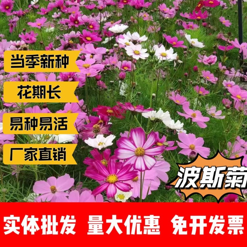 波斯菊厂家货源批发价格全国发货价格便宜欢迎下单咨询