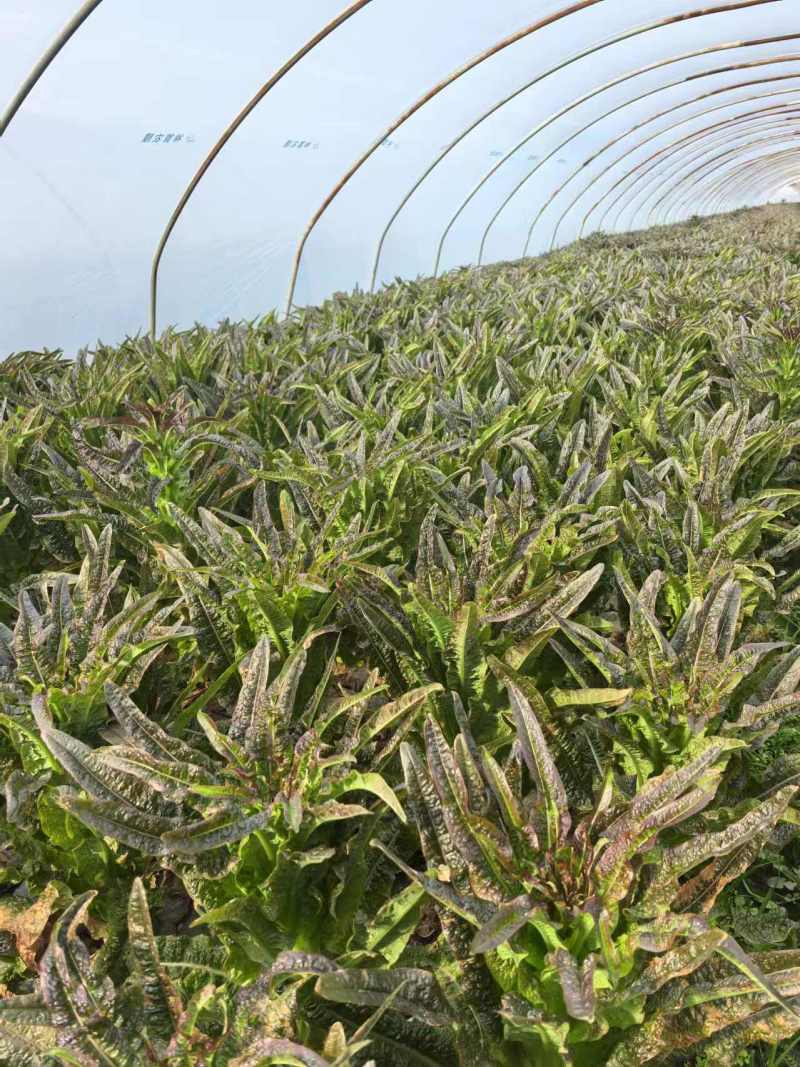 窝笋，窝苣，大棚种植大量上市中，需要老板联系