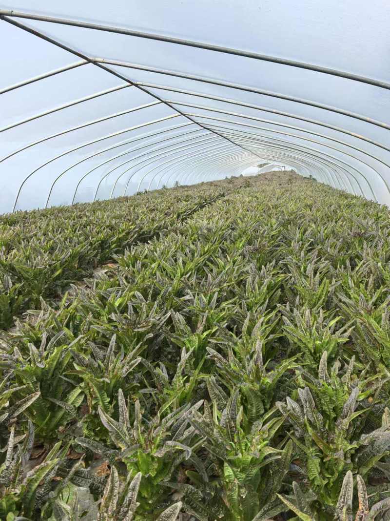 窝笋，窝苣，大棚种植大量上市中，需要老板联系