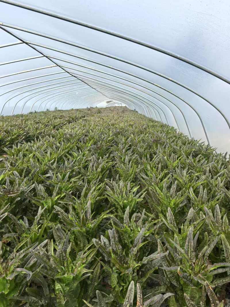 窝笋，窝苣，大棚种植大量上市中，需要老板联系