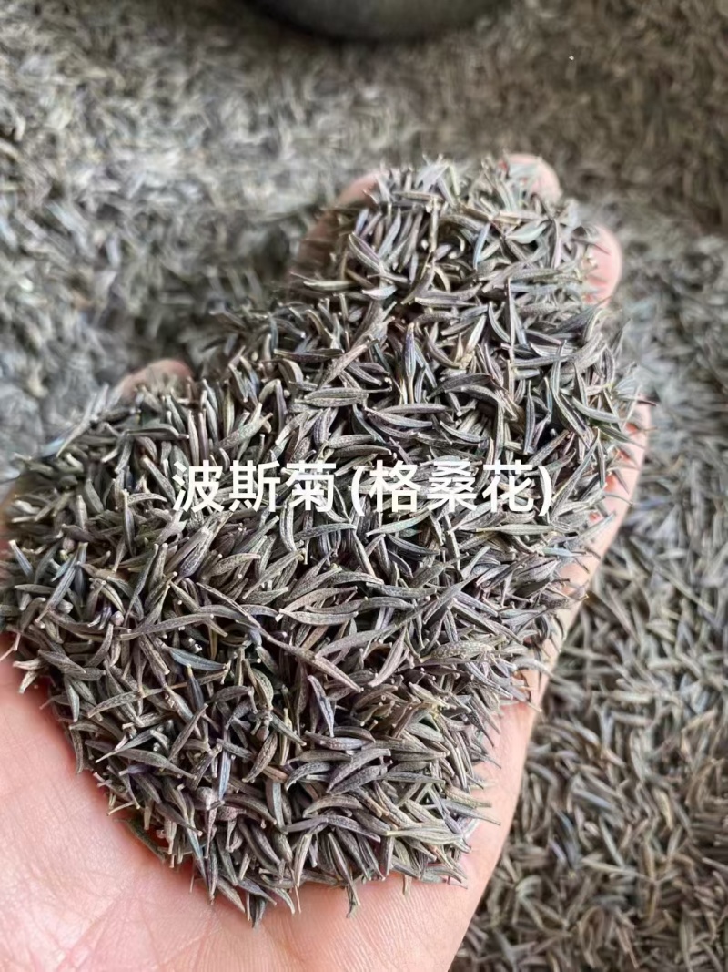 波斯菊厂家货源批发价格全国发货价格便宜欢迎下单咨询