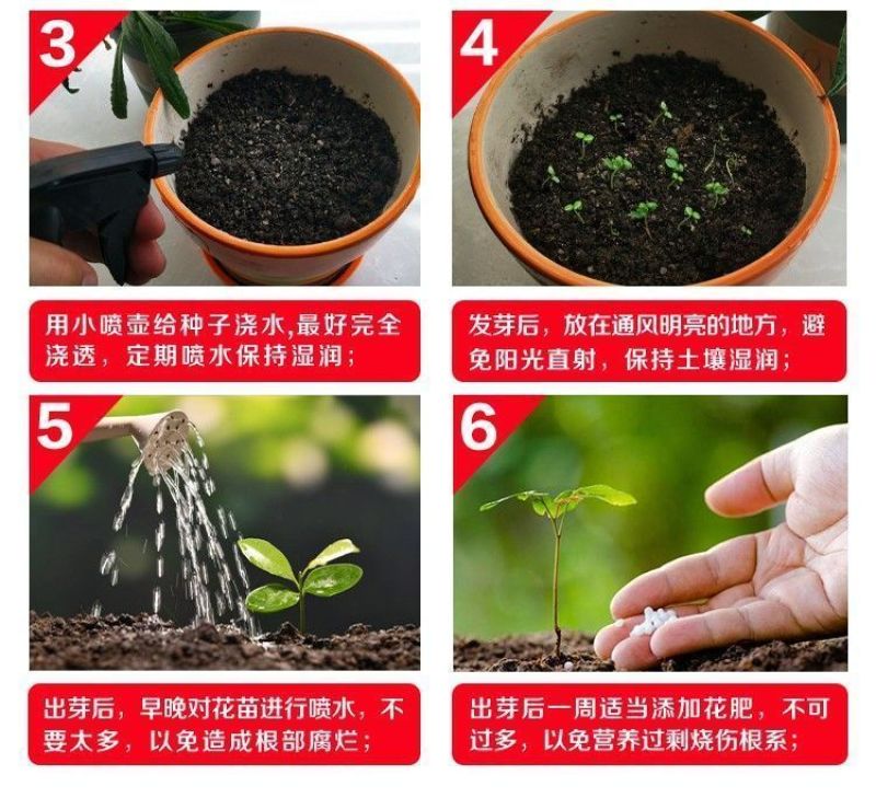 波斯菊厂家货源批发价格全国发货价格便宜欢迎下单咨询