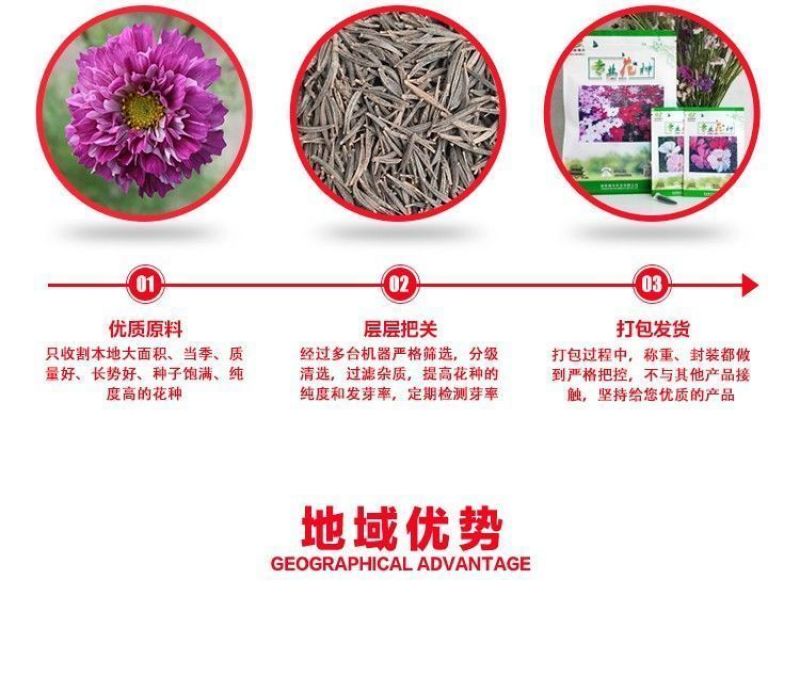 波斯菊厂家货源批发价格全国发货价格便宜欢迎下单咨询