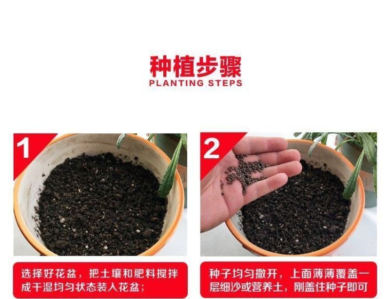 波斯菊厂家货源批发价格全国发货价格便宜欢迎下单咨询