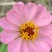 波斯菊厂家货源批发价格全国发货价格便宜欢迎下单咨询