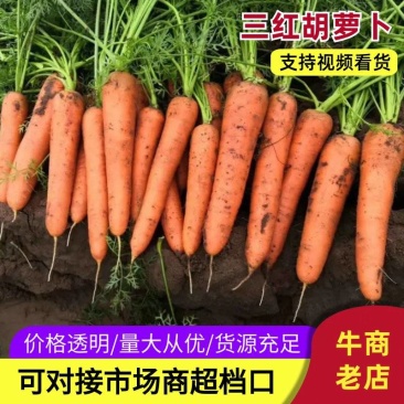 胡萝卜三红胡萝卜内蒙产区直发北京包上海包代收代工