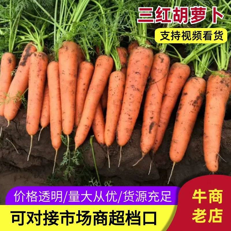 胡萝卜三红胡萝卜内蒙产区直发北京包上海包代收代工