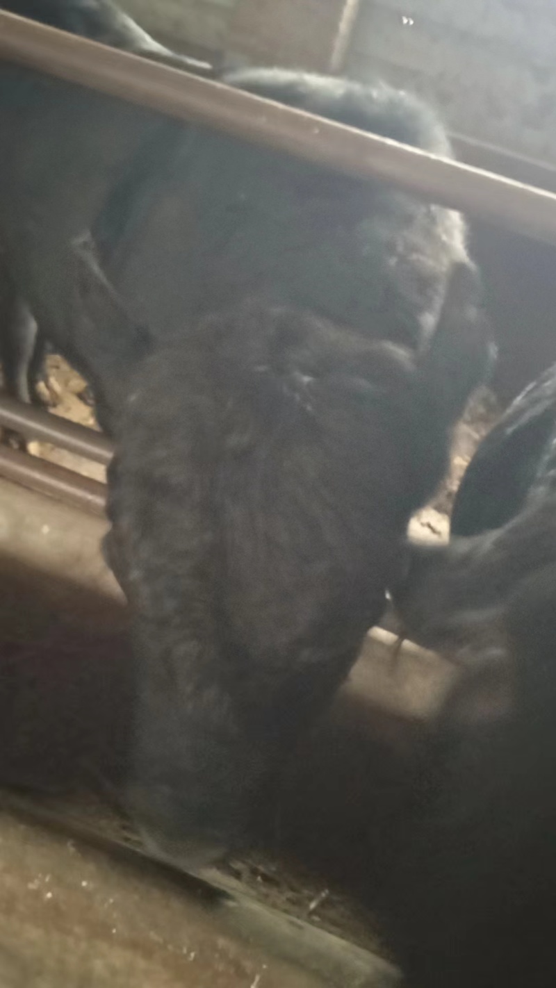 8头安格斯肥牛，每头牛1400斤牛左右