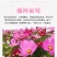进口波斯菊格桑花种子四季开花易成活适合庭院保证品种和发芽