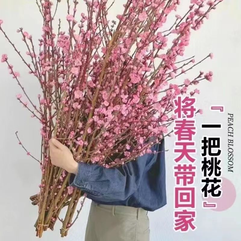 挑树枝切花遇水开花批发价雪柳银银柳腊梅玉兰花枝条电商