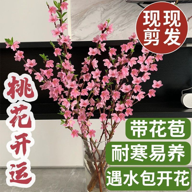 挑树枝切花遇水开花批发价雪柳银银柳腊梅玉兰花枝条电商
