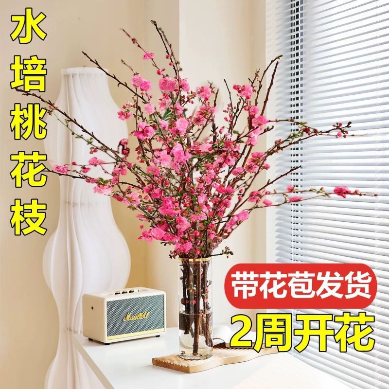 挑树枝切花遇水开花批发价雪柳银银柳腊梅玉兰花枝条电商