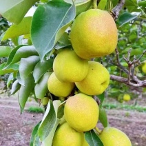 【箱装梨】库尔勒香梨成箱起售不含运费，基地直发，可视频看货