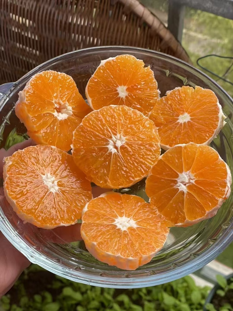 秭归九月红果冻橙