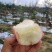 【洛川】苹果，红富士苹果，支持视频看货，可发往全国市场！