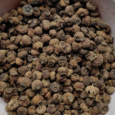 刺梨干果