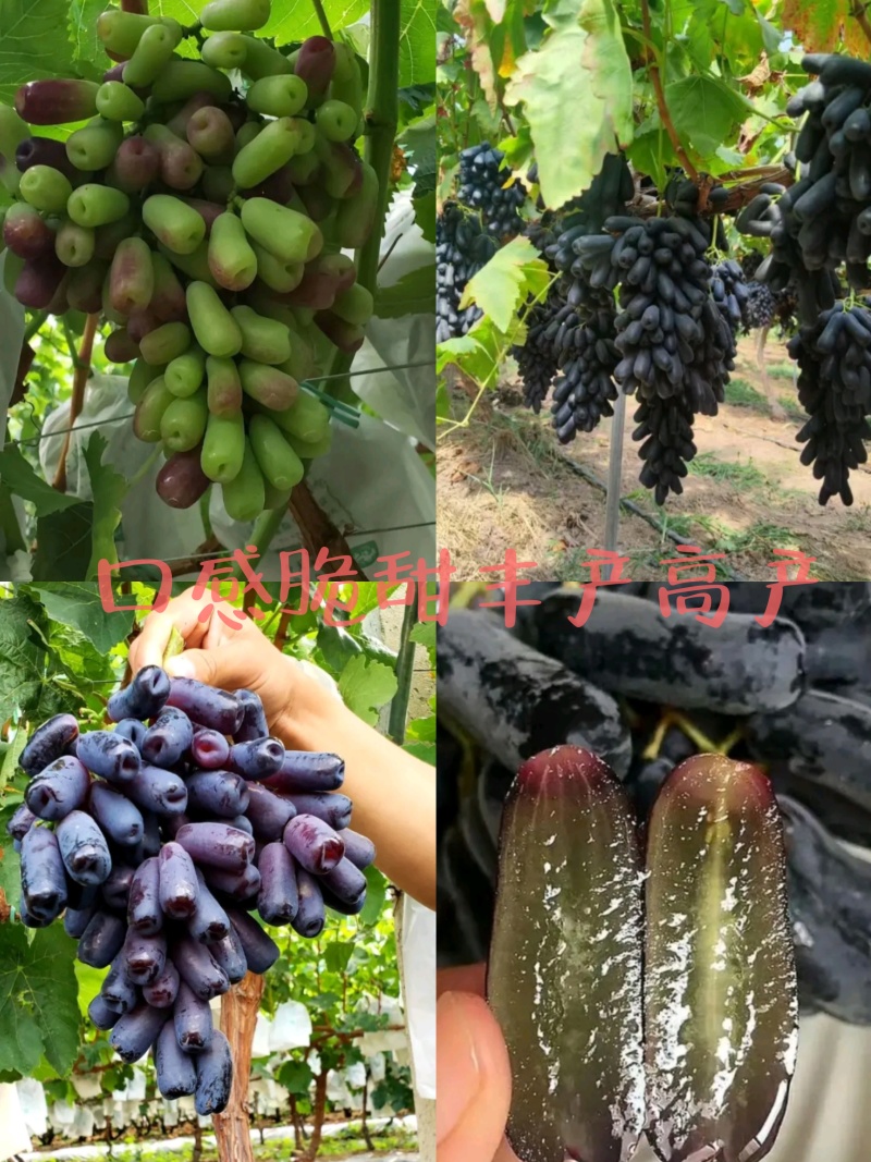 甜蜜蓝宝石葡萄苗1年30~50cm基地直发高成活包售后