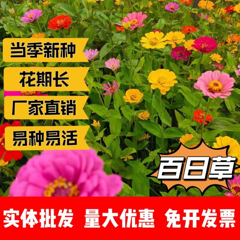 百日草厂家货源批发价格全国发货价格便宜欢迎下单咨询