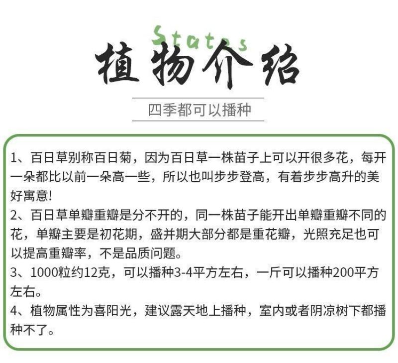 百日草厂家货源批发价格全国发货价格便宜欢迎下单咨询
