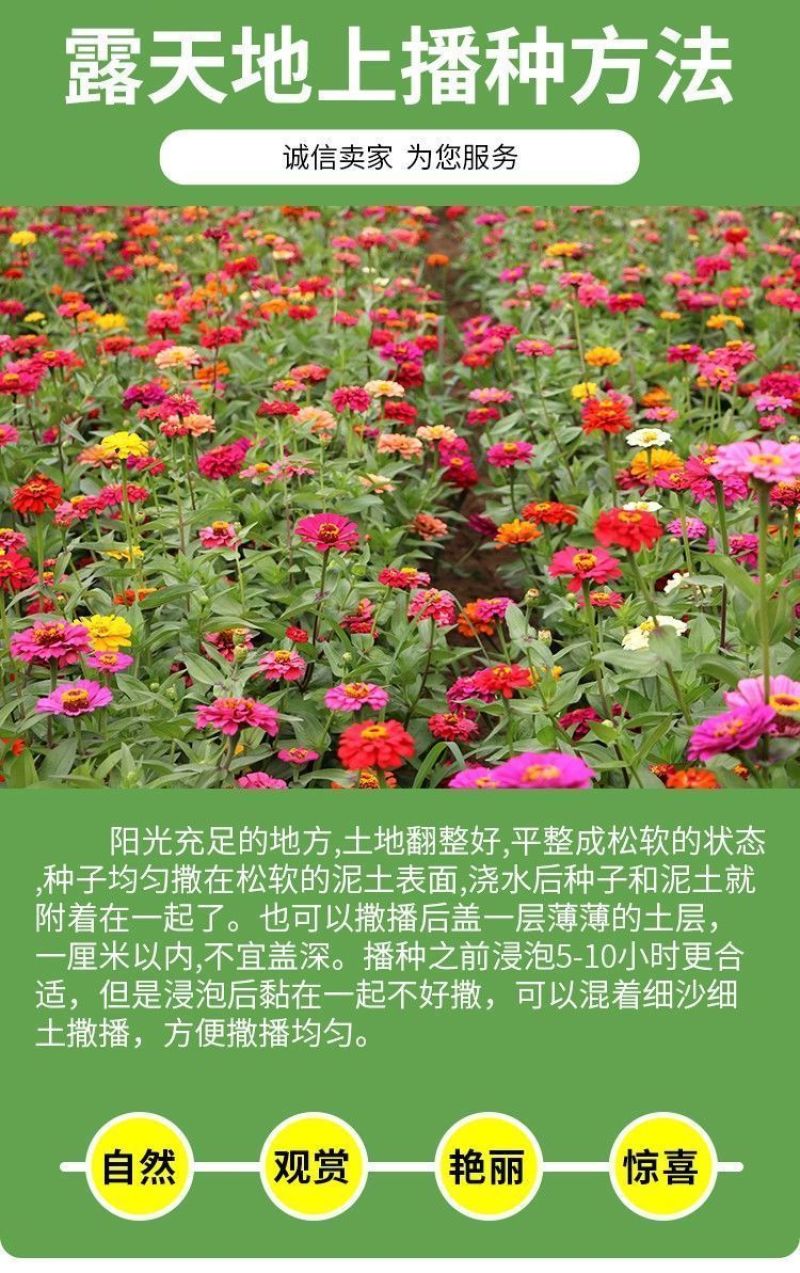 百日草厂家货源批发价格全国发货价格便宜欢迎下单咨询