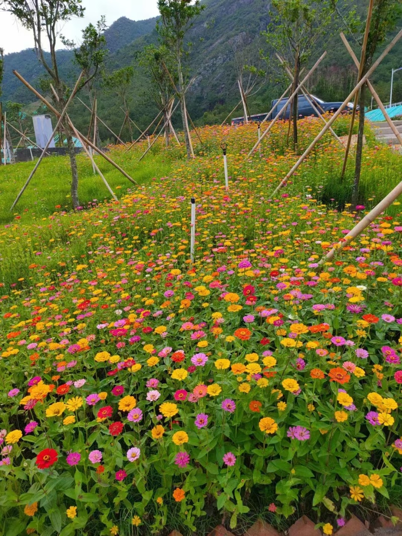 百日草厂家货源批发价格全国发货价格便宜欢迎下单咨询