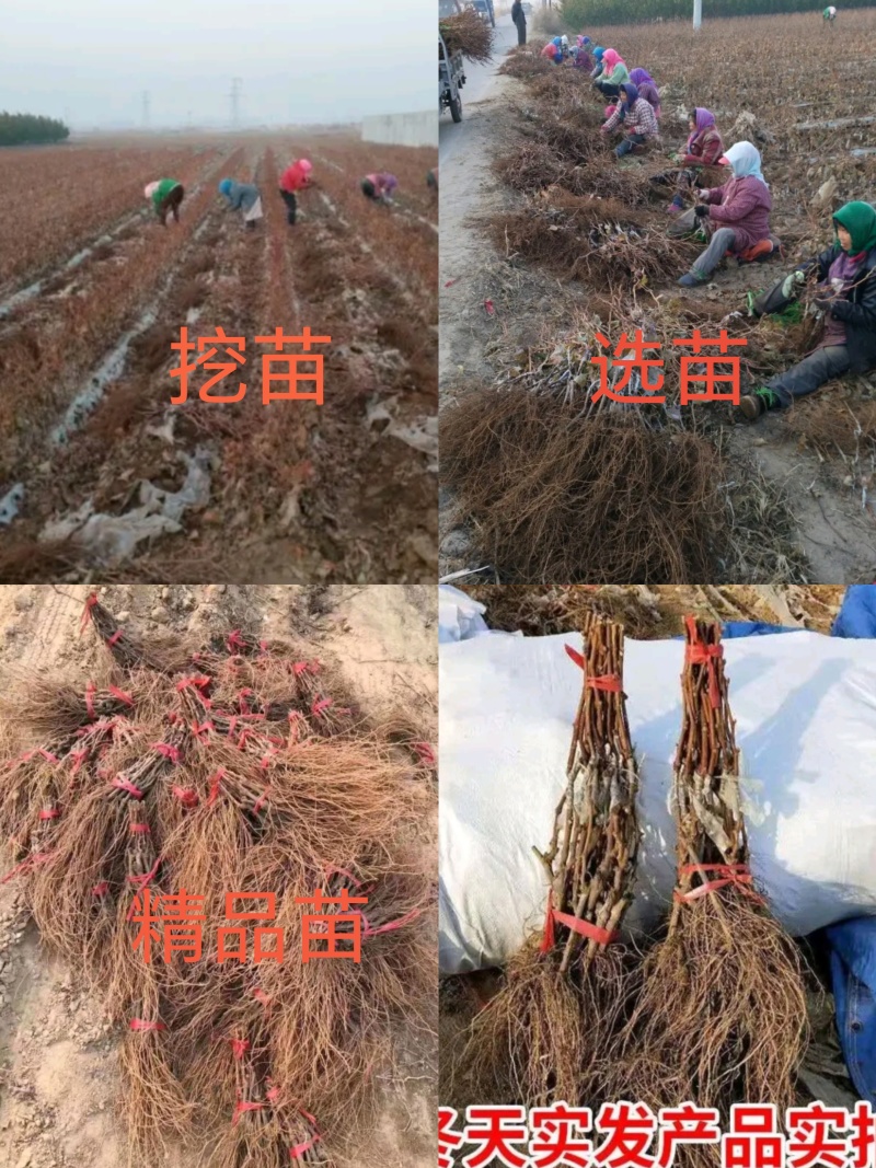 甜蜜蓝宝石葡萄苗1年30~50cm基地直发高成活包售后