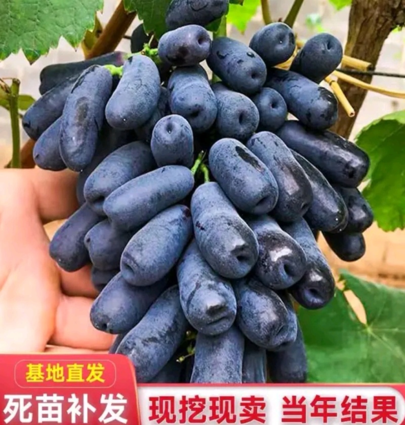 甜蜜蓝宝石葡萄苗1年30~50cm基地直发高成活包售后