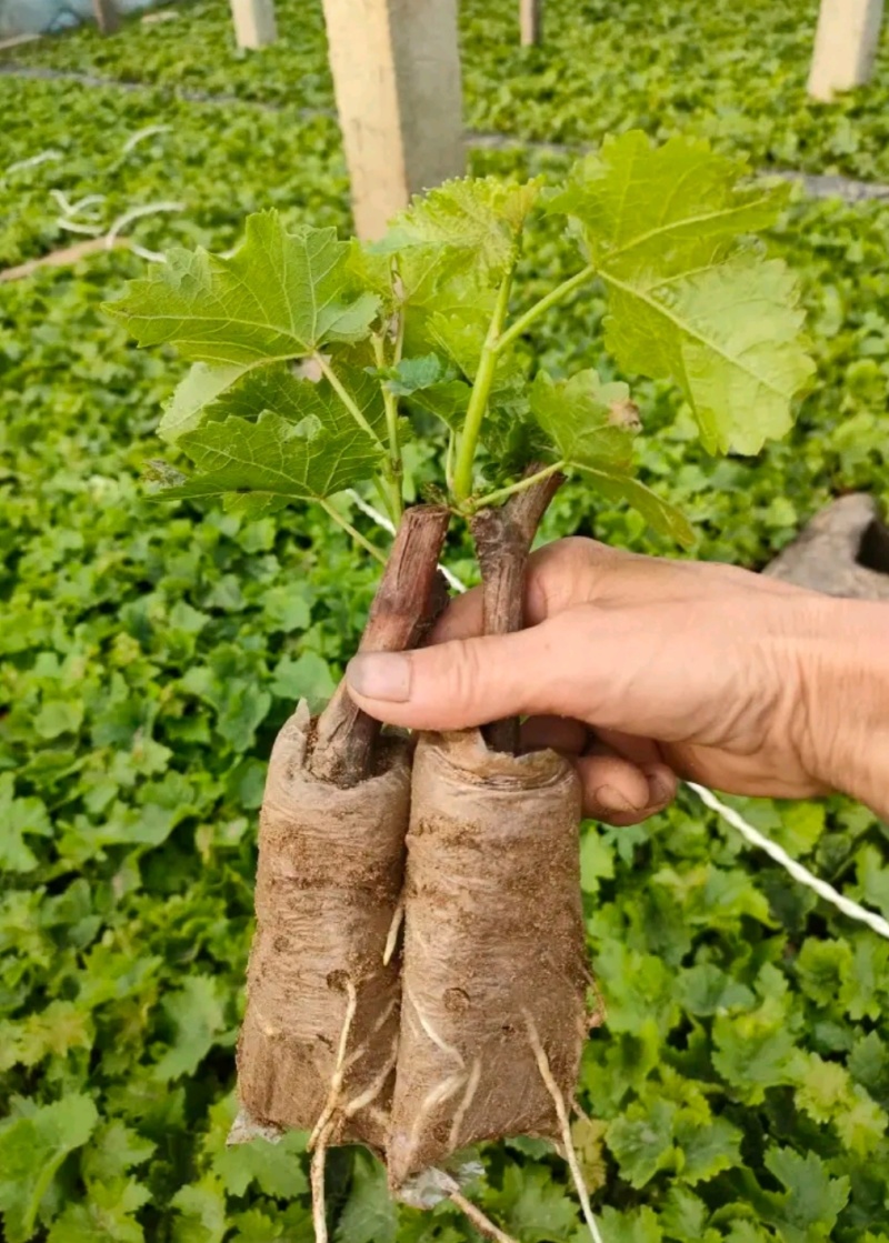 甜蜜蓝宝石葡萄苗1年30~50cm基地直发高成活包售后