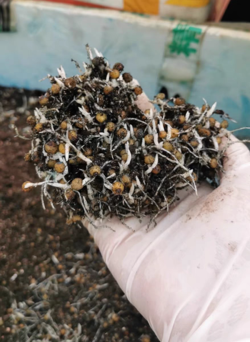 川精1号黄精芽苗包技术包回收