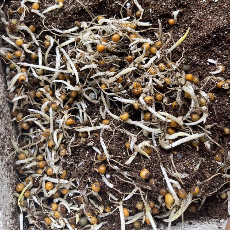 川精1号黄精芽苗包技术包回收