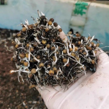 川精1号黄精芽苗包技术包回收