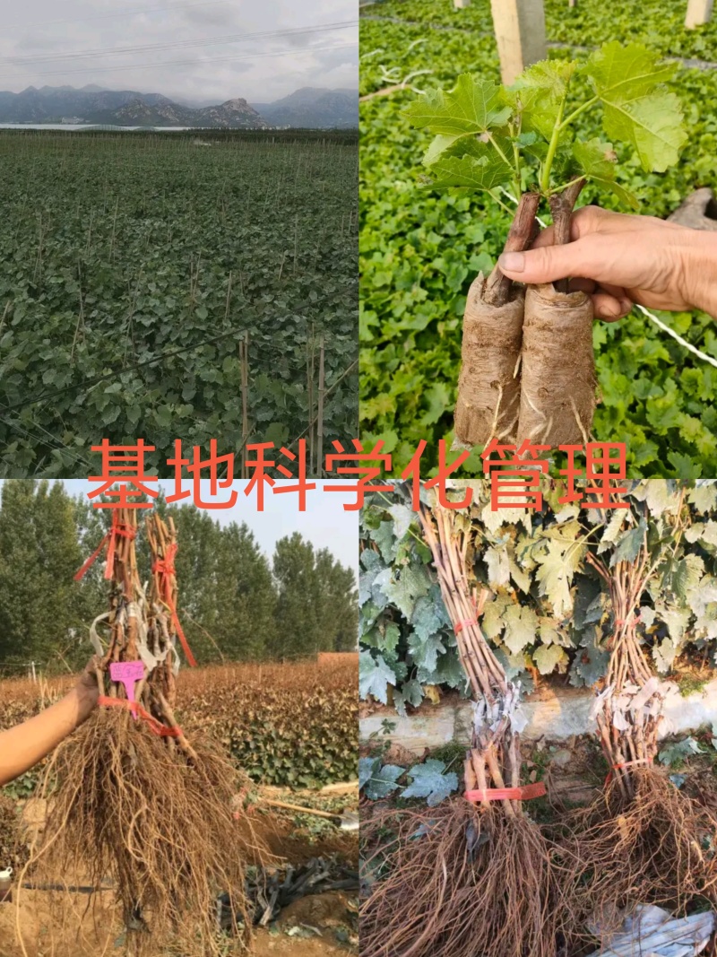 甜蜜蓝宝石葡萄苗1年30~50cm基地直发高成活包售后