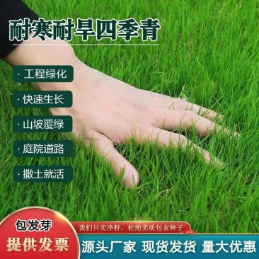 四季青进口草坪种子耐寒耐旱草坪籽耐践踏小区工程绿化护坡草