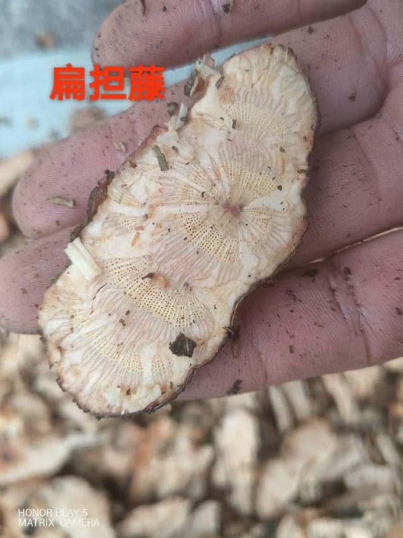 扁担藤