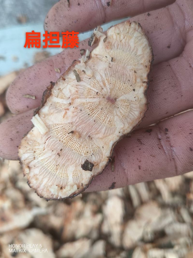 扁担藤