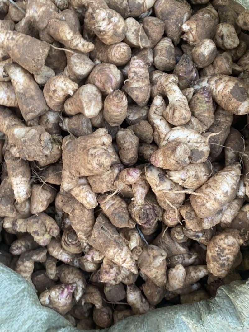 玄参芽/玄参苗安徽亳州发货包技术包回收自家货源