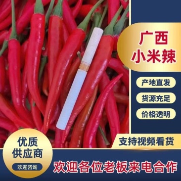 【小米辣】广西小米椒/基地科学种植/品质优良/全国供应