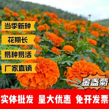 金盏菊厂家货源批发价格全国发货价格便宜欢迎下单咨询